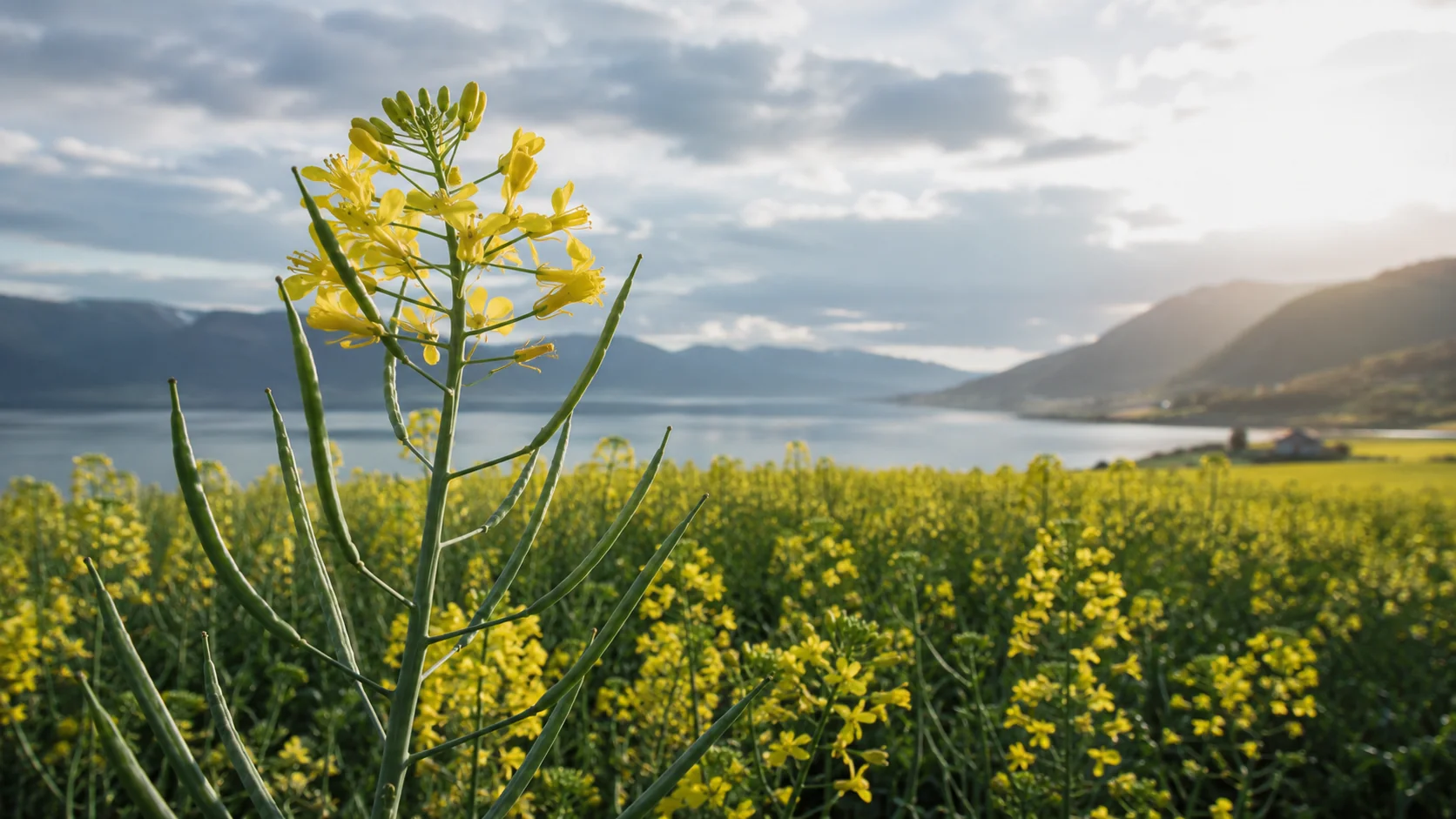 Rapsplanter i et nordisk landskap